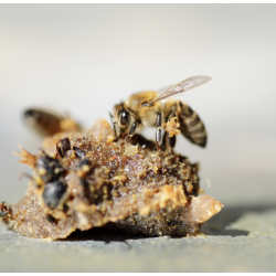 Bio Crema Propolis Cream